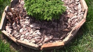 Сосна горная Якобсен (Pinus mugo Jakobsen)