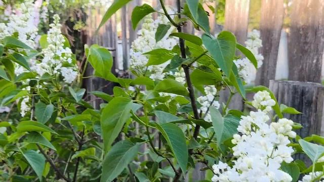 сирень. память колесникову смотреть онлайн