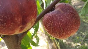 Нектарин Септембер Квин September Queen