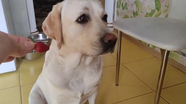 Лабрадор любит клубнику? смотреть онлайн