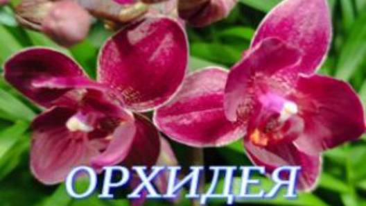 №1026/ БОЛЬШАЯ поставка ОРХИДЕЙ в маг ОРХИДЕЯ смотреть онлайн