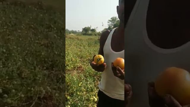 Kaveri seed company limited tomato 🍅 chamtkar bundu market Jharkhand смотреть онлайн