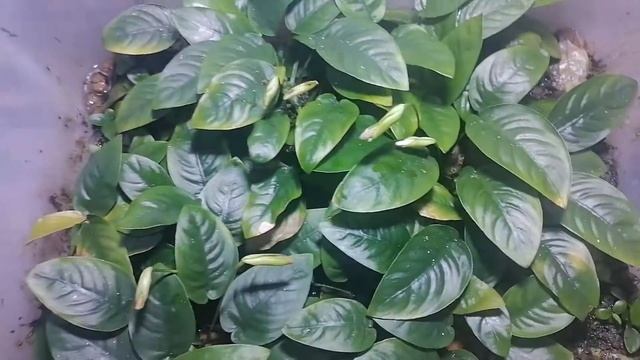 Продам анубиасы .+79253657378 смотреть онлайн