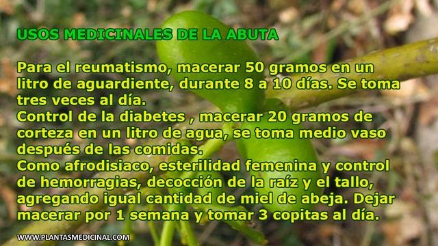 Abuta - Planta Medicinal смотреть онлайн