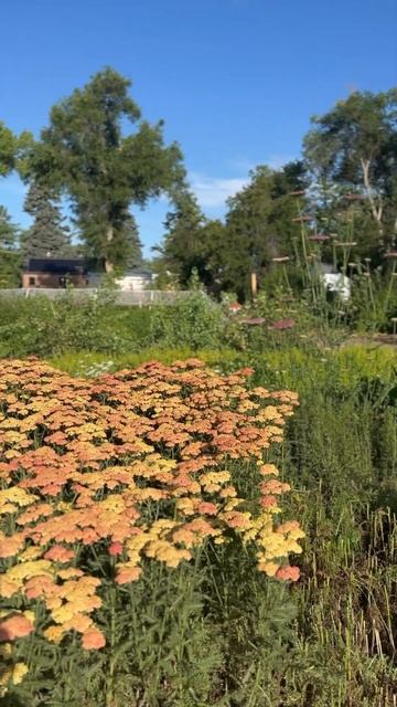 Harvesting yarrow at the flower farm! #cutflowers #garden смотреть онлайн