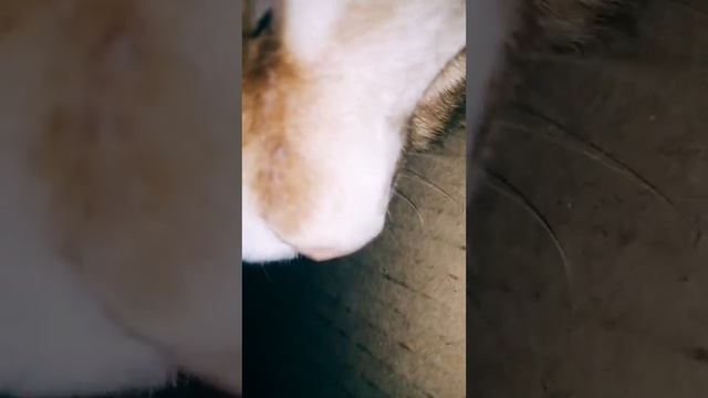 рыжик спит смотреть онлайн