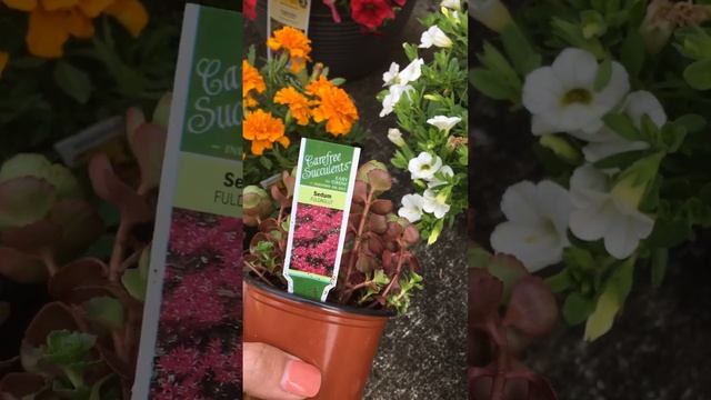 Kroger and Lowe's Flower 🌺 Haul смотреть онлайн