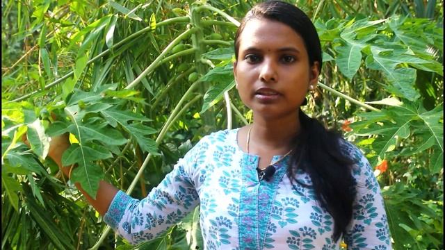 PAPAYA TREE CARE MALAYALAM | PAPAYA FARMING | ABOUT RED LADY PAPAYA | പപ്പായ കൃഷി രീതി, പരിപാലനം