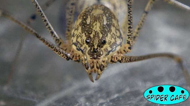 SPITTING SPIDER MACRO footage, Mini Clip #9 смотреть онлайн