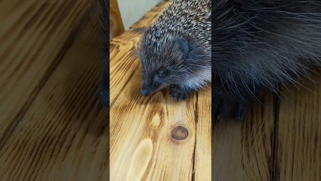 Соня жука поймала) смотреть онлайн