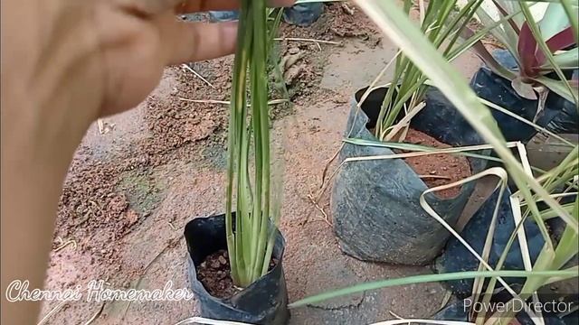 Plants For Sale/ செடிகள் விற்பனைக்கு/மருத்துவ செடிகள்/Brown Cordyline/Coreopsis/Lemon Grass/Rambai смотреть онлайн