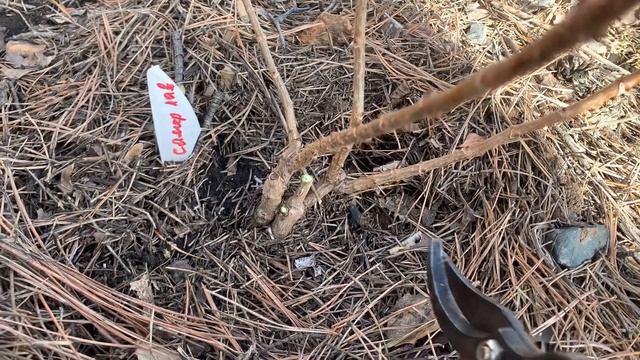 24.03.2024. Хакасия. Наступила пора обрезать метельчатые гортензии 🌿 смотреть онлайн