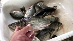 Засолка рыбы в тузлуке по австрахански...