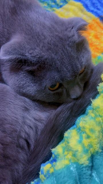 🔴КОТ СМОКИ🔴 смотреть онлайн