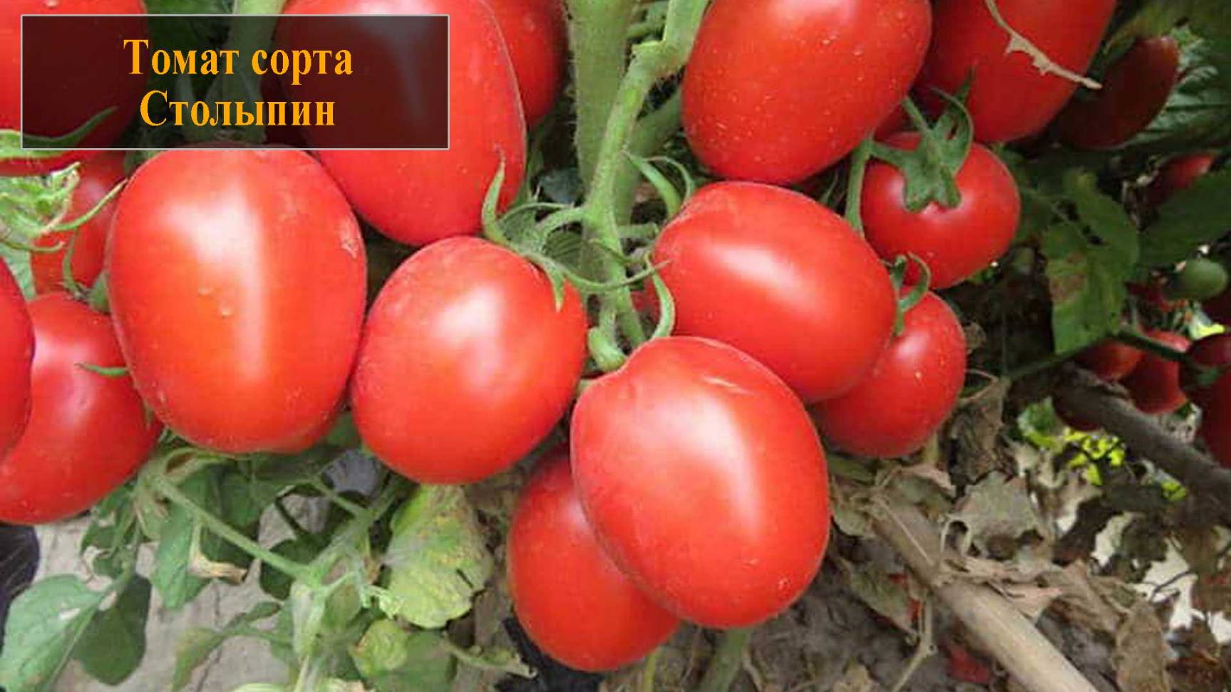 Томат сорта Столыпин смотреть онлайн