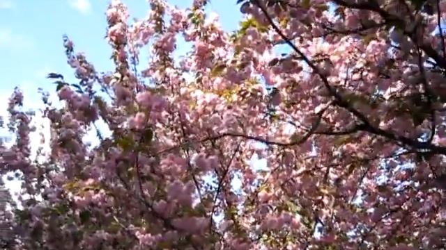 SAKURA смотреть онлайн