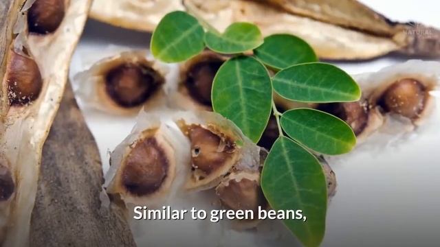 Moringa: 10 Reasons Why You Need This Superfood смотреть онлайн