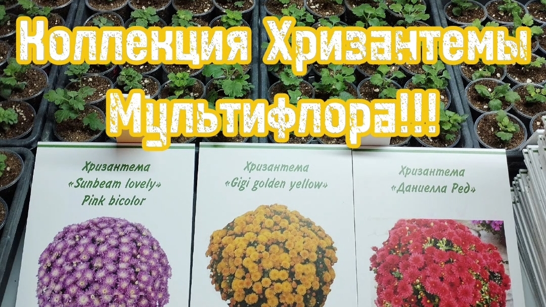 🪴Коллекция хризантемы Мультифлора 🪴