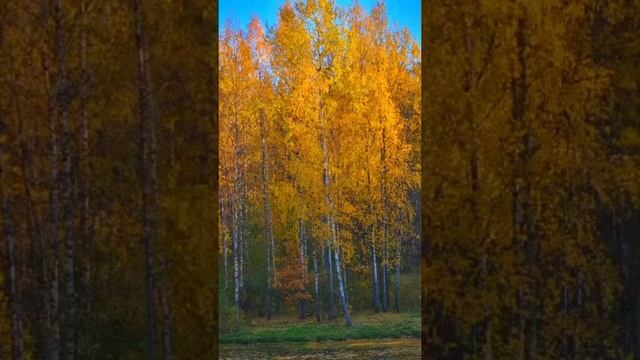 Золотая осень. смотреть онлайн