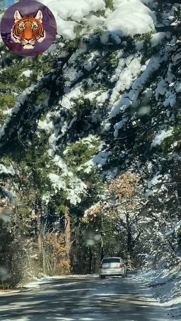 Зима В Ялте 2025 смотреть онлайн