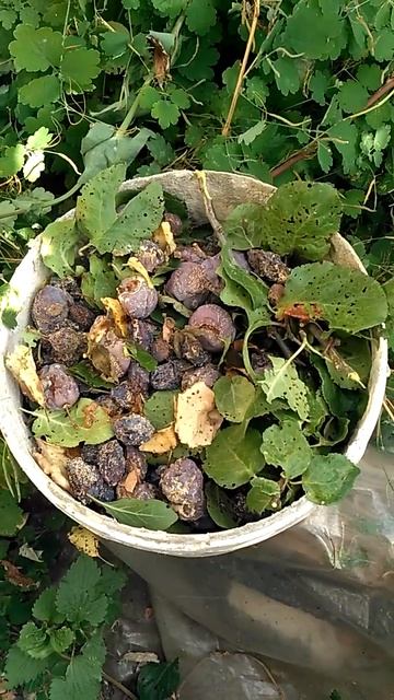 "Хвастаюсь" своим урожаем слив..../ Что же с ними делать? смотреть онлайн