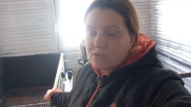 Российский бройлер: начало жизни) Эксперимент- промежуточные результаты смотреть онлайн