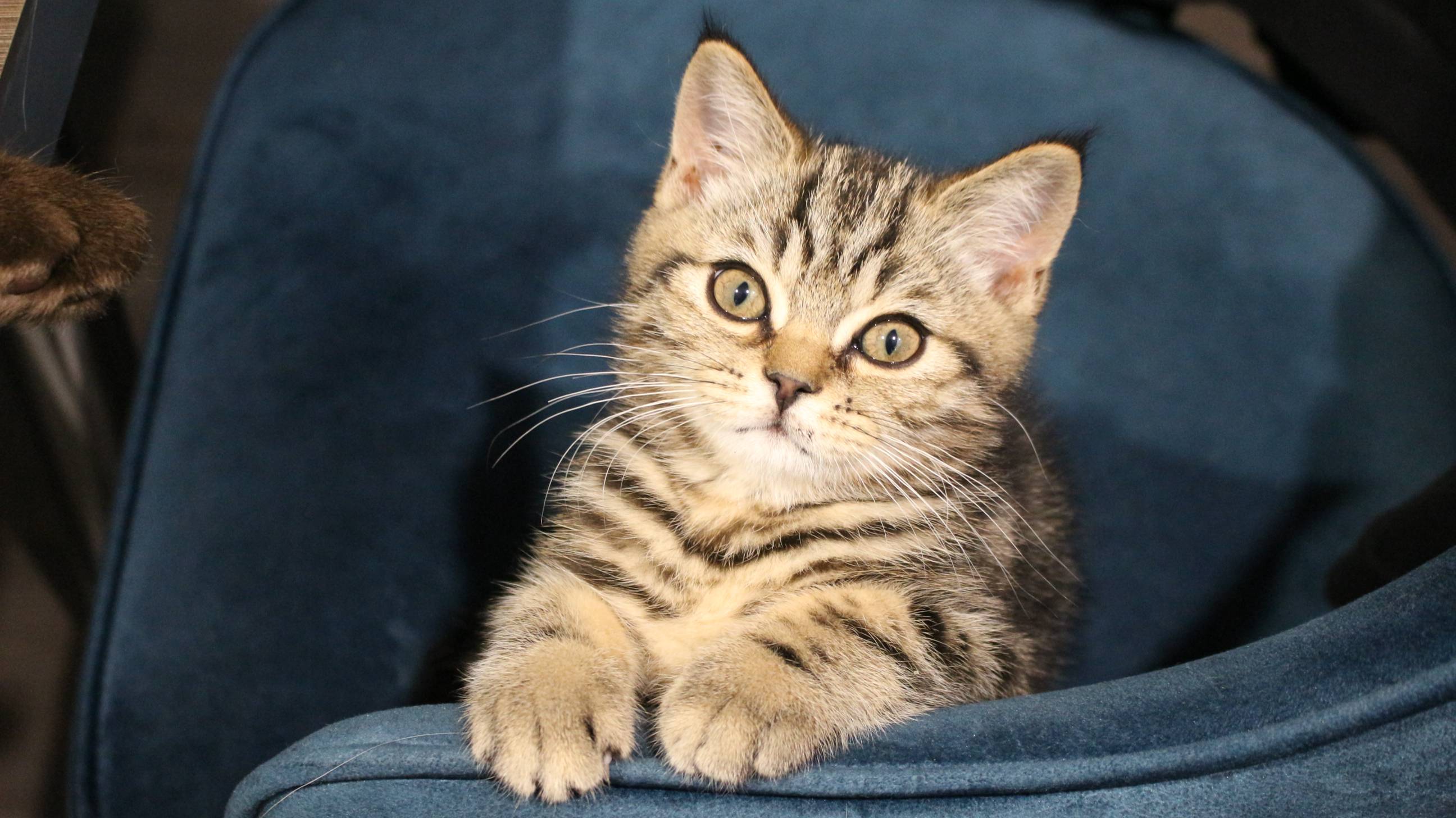 КОТЫ 3 смотреть онлайн