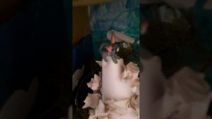 Коты воители-7 продолжение