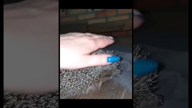 Спасение ёжика... смотреть онлайн