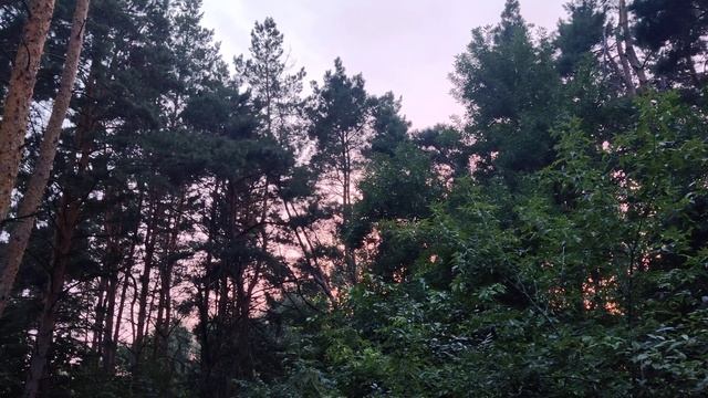 #Pink 😋 #Sky 🌅 & Rose #Sunset on Summer Evening - 4k #Nature Video Розовое Небо на Закате Солнца смотреть онлайн