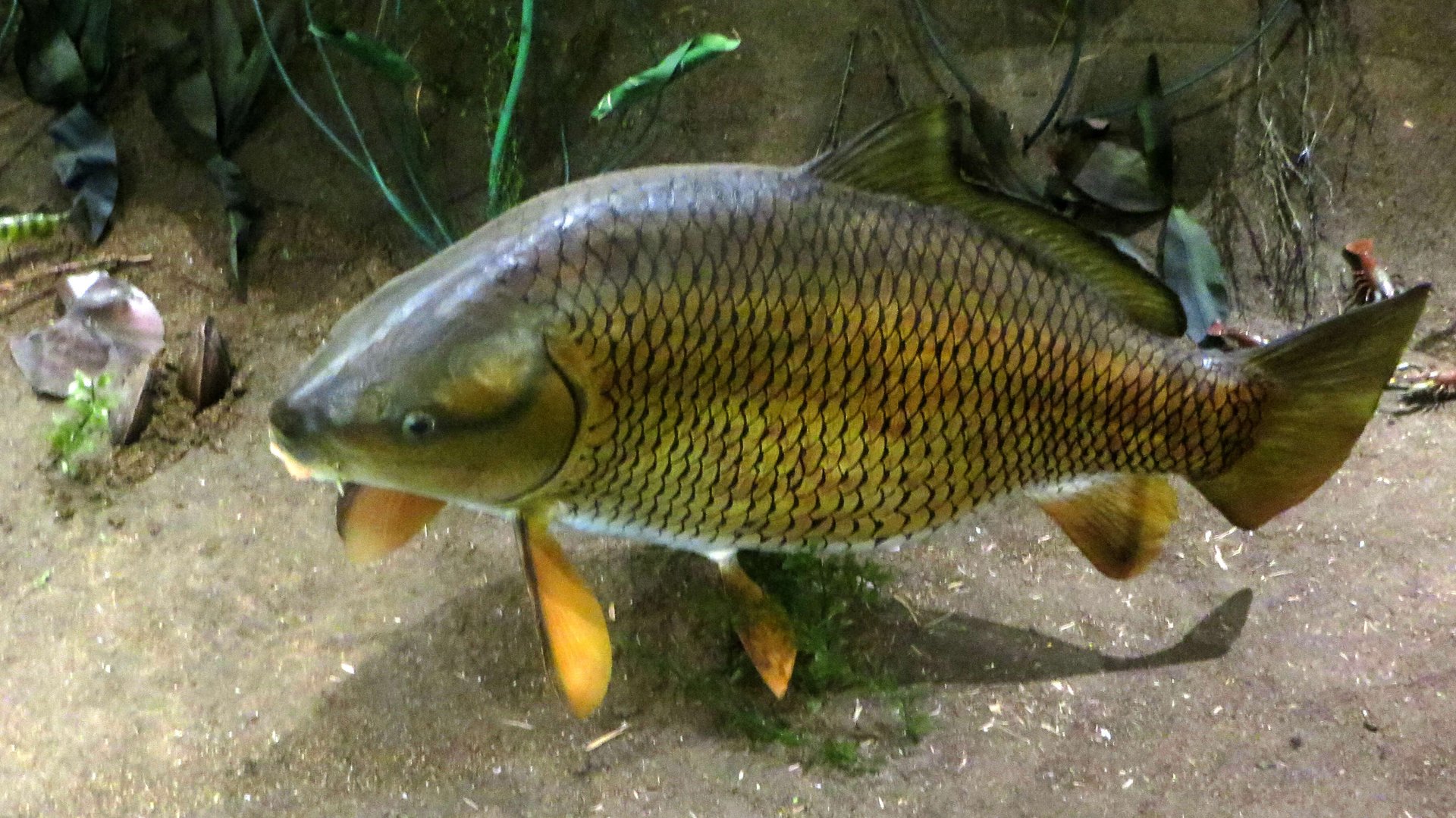 Ловим Буффало большеротого