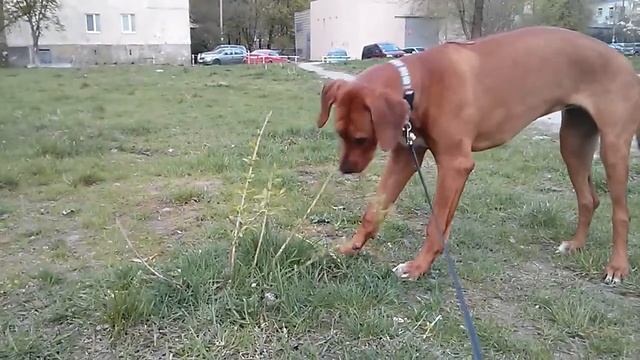 Коза смотреть онлайн