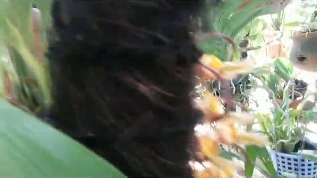 Gongora galeata - species fragrant orchid of Mexico смотреть онлайн