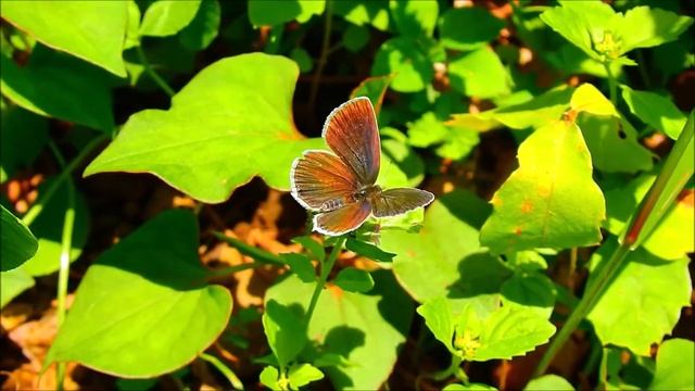 ムビる18416 20210612 006 ルリシジミ♀ rurishijimi смотреть онлайн