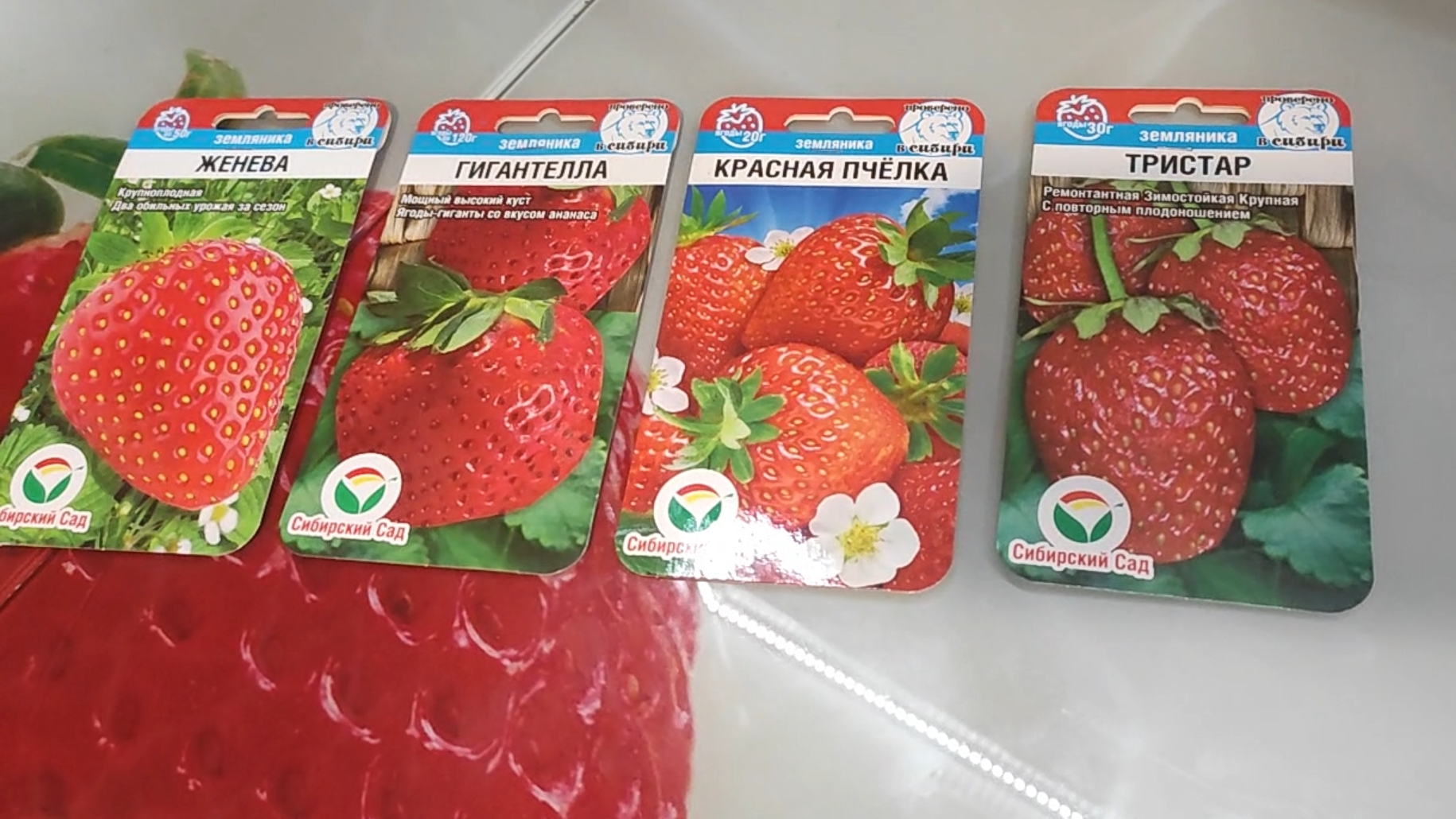 Клубника. Земляника садовая. Выращиваю из семян. 1 часть. смотреть онлайн