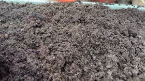 Прошлогодний грунт из кашпо используя второй год.