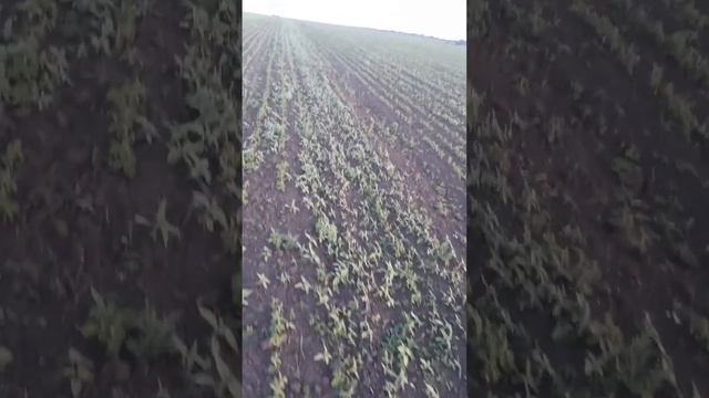 🌱01.06.23 Соя Аполло накриваєм раундапом. #соя #гмо#сільськегосподарство #фермер смотреть онлайн