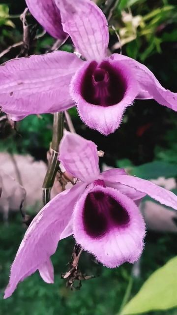 Dendrobium Parishii #shorts #trending смотреть онлайн
