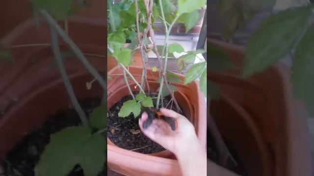 Sommer-Himbeeren schneiden Anfang Juli смотреть онлайн