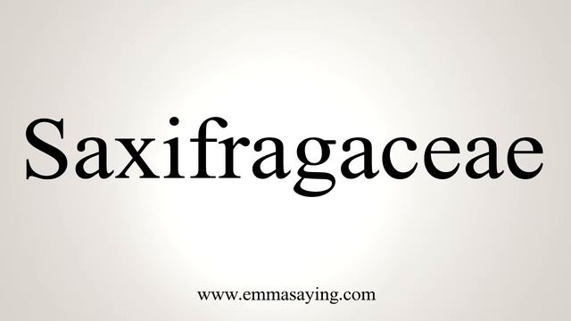 How To Say Saxifragaceae смотреть онлайн