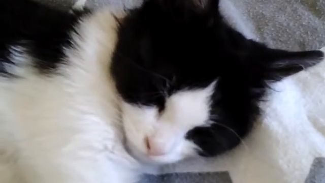 Котето- Гуши смотреть онлайн