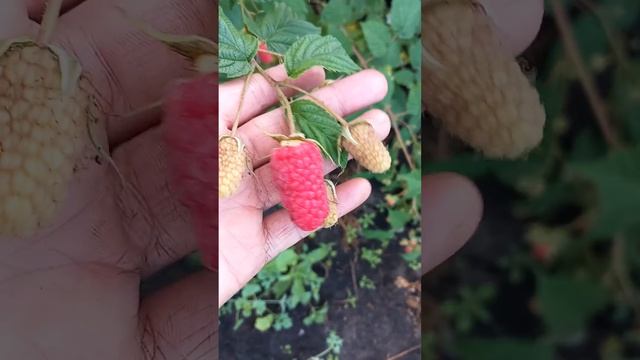 сорт малины Похвалинка смотреть онлайн