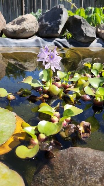 Water hyacinth bloom.🌸🌸 смотреть онлайн
