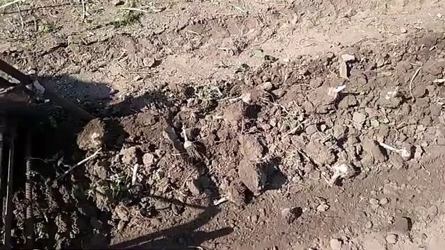 часник 2021 уборка смотреть онлайн