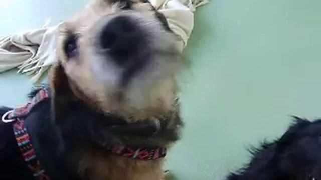 Kayan et Mupkica le 13/02 смотреть онлайн