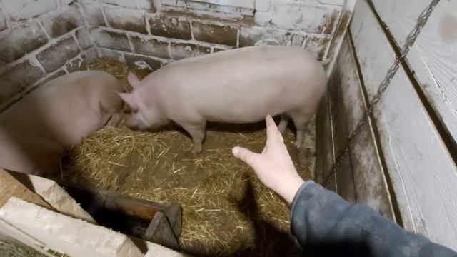Купил СОЛОМУ / сделал КОРМУШКИ ! смотреть онлайн