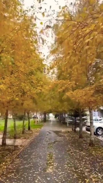 золотая осень в Каспийске #каспийск смотреть онлайн