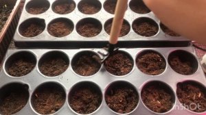 Земляника ремонтантная ЗОЛОТИНКА, РУЯНА. Сажаем землянику. Часть 2