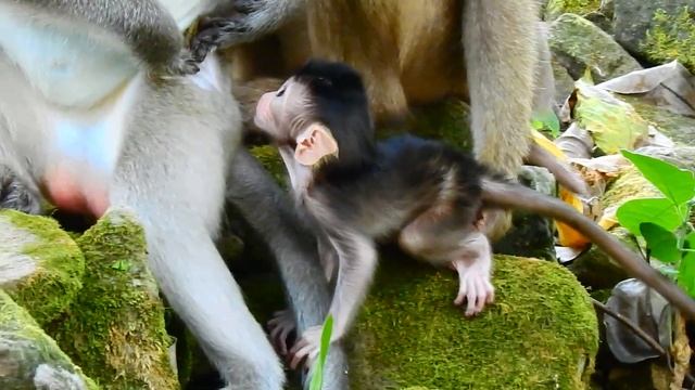 Vixen baby learn eating food around mom, Cute baby is very active & clever. смотреть онлайн