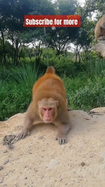 Scary monkey attack gone viral !! 😱🤣🤣 | you can't miss the video🐒 #crazy_monkeys420 #monkey #shorts смотреть онлайн